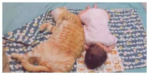 和胖子睡觉是什么样的感觉? 这个小孩和橘猫的故事, 可以给你启示