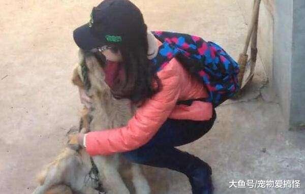 女主人把金毛放农村老家养, 半年后回去, 狗狗的做