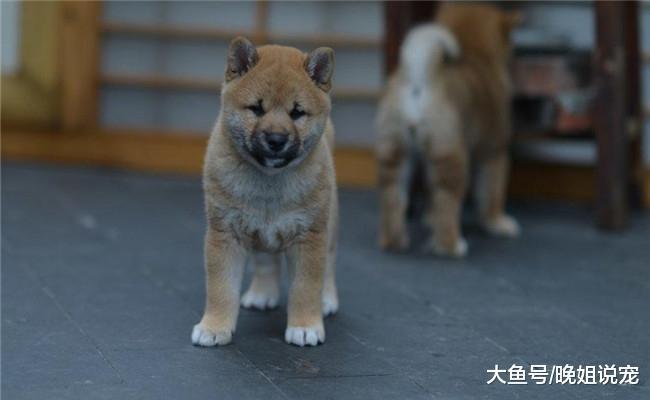 半夜听见狗叫, 爬起来看见一只柴犬, 我无奈的把它送回了家