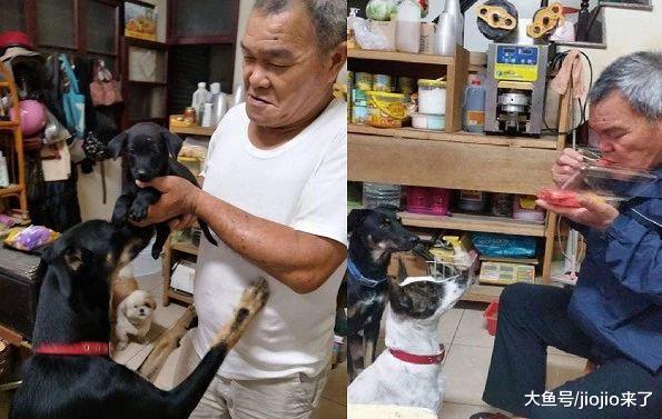 傲娇老爸曾经嘴上说着讨厌狗, 现在却为狗做床睡! 网友: 真狗奴