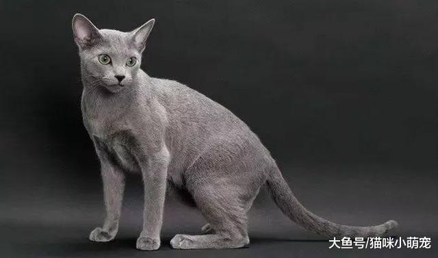10种不掉毛的猫咪, 你见过几个?