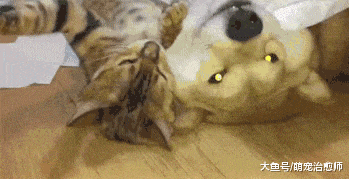 在拆家的柴犬和猫, 看到主人回家后马上躺在地上不动了, 戏精啊!