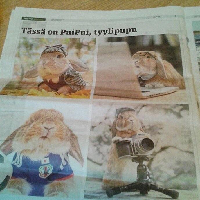 日本网红兔PuiPui去世, 主人将举办摄影展, 展露明星兔的一生