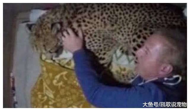 男子养猎豹做宠物, 还常常把其当枕头枕, 猎豹的反应让人惊恐!
