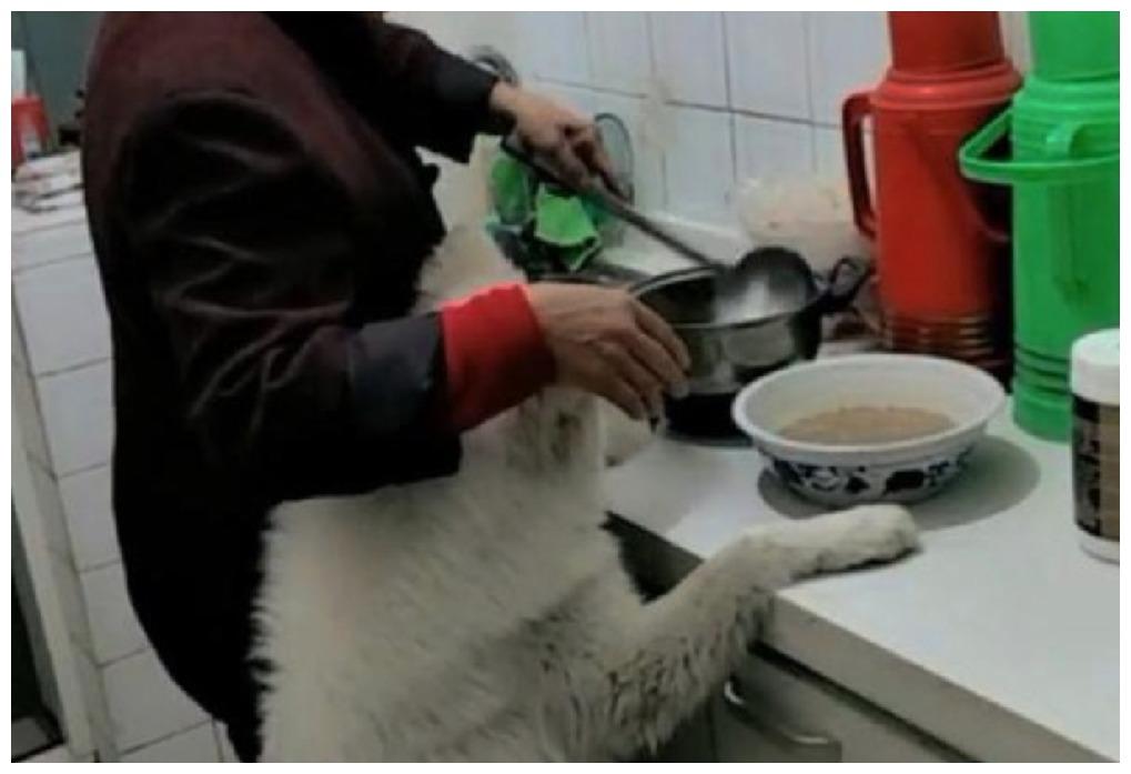 妈妈对狗狗宠得不行, 小伙自嘲: 感觉我即将从家谱上除名