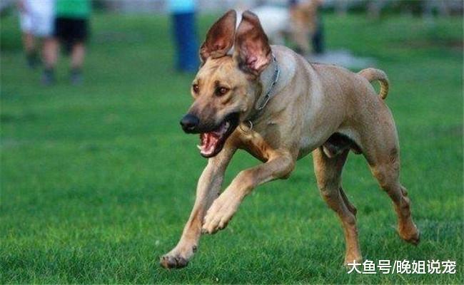 有4件事不要在狗狗面前做, 都会被它认为是挑衅, 所以才被咬