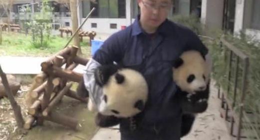 两只熊猫宝宝玩嗨了不肯回家, 被奶爸一手抱一个带走, 简直萌到哭