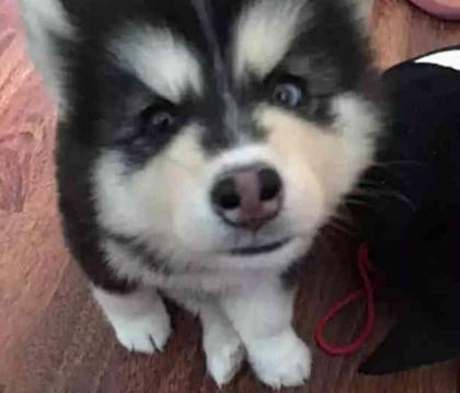 网购哈士奇越养越不对劲, 看二哈的眼神, 网友: 是家里有矿吗?