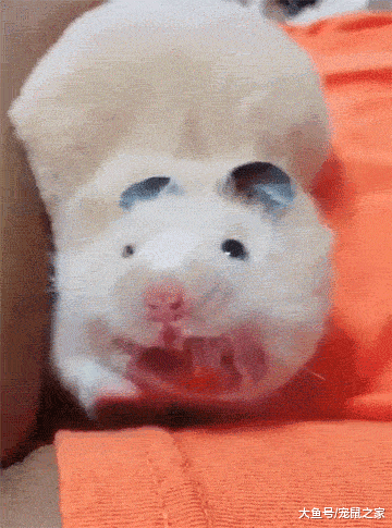 一文带你走进仓鼠世界: 仓鼠种类之叙利亚仓鼠(上)