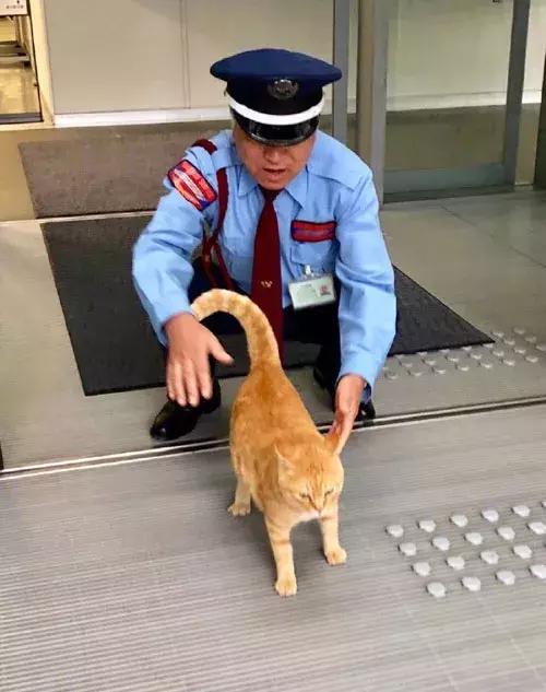 2017年这只黑猫来观展却被赶了出来, 今年它竟又带了只橘猫!