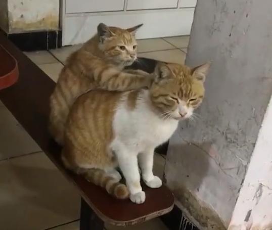 穷人家的猫咪早当家! 小橘给大橘捏肩: 大哥, 舒服吗, 加个钟不?