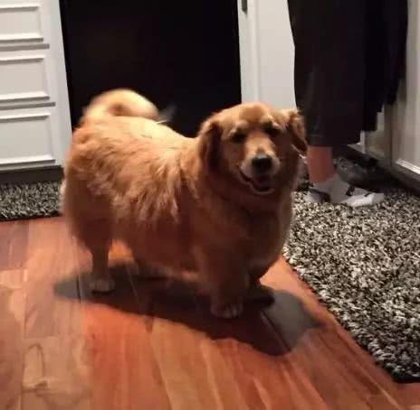 柯基柯基柯基, 还是柯金