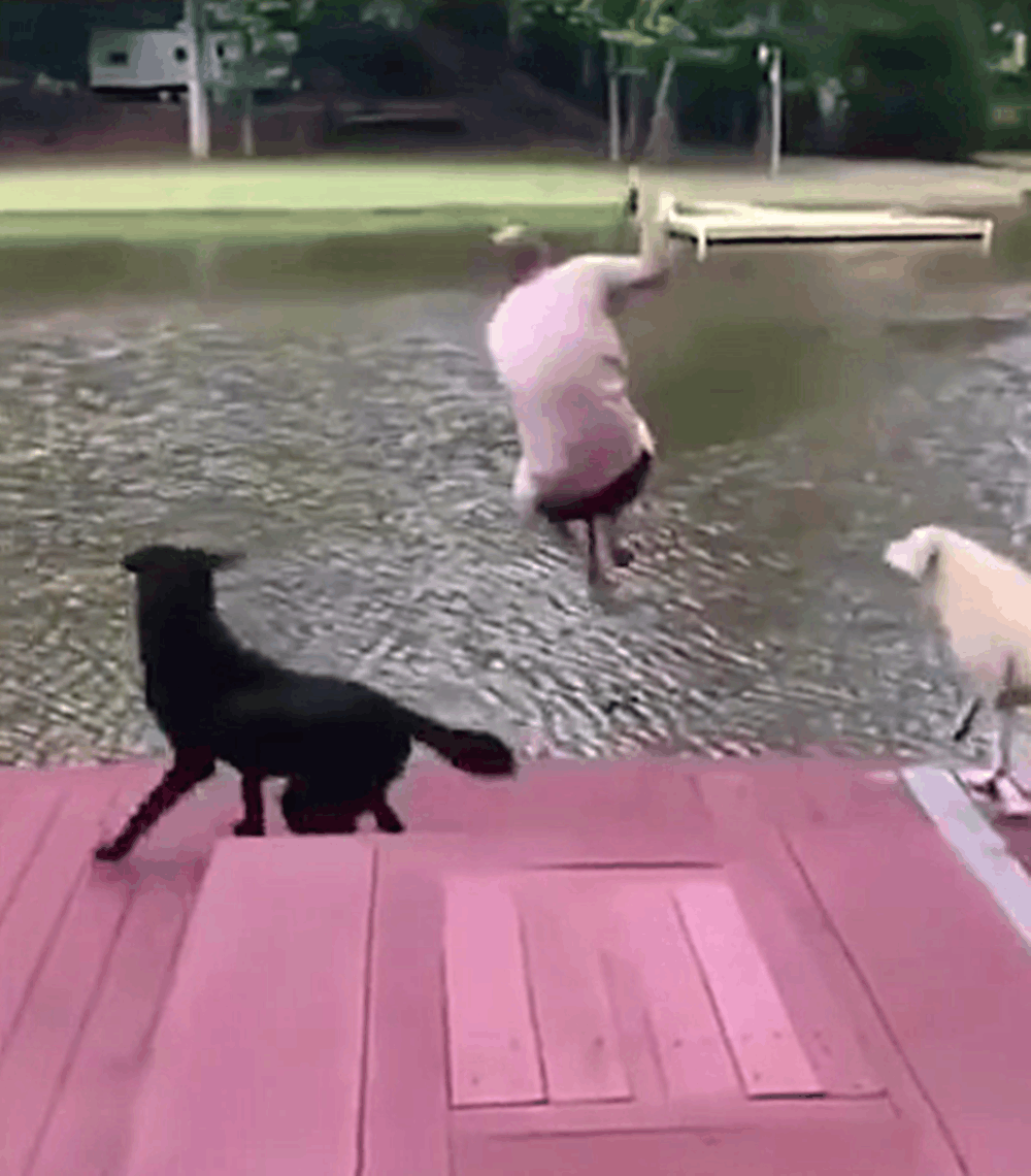 狗主荡秋千花式跳水, 两只狗以为主人遇险, 焦急跳下水拼救……