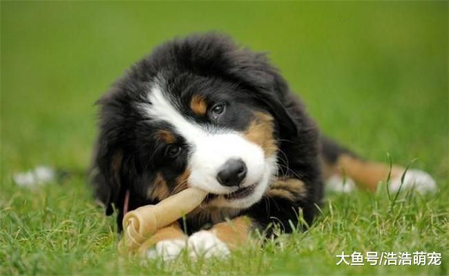 喂狗有4个地方需要注意, 方法错了会伤害狗狗, 主人别不当回事