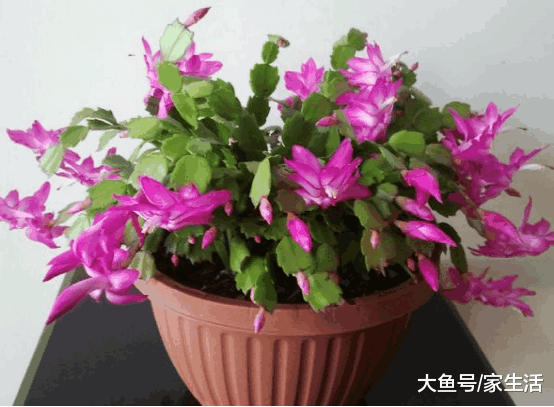 ?养花在盆里放上这些东西, 不用多久就开满盆, 老花农都用这招