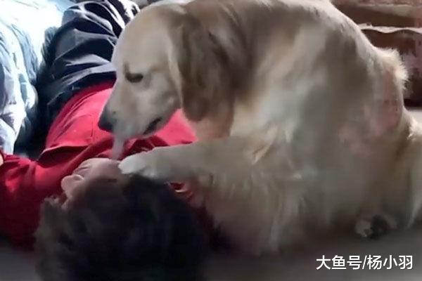 金毛见到许久未回家的主人, 扑上去“强吻”几十秒, 主人无法呼吸
