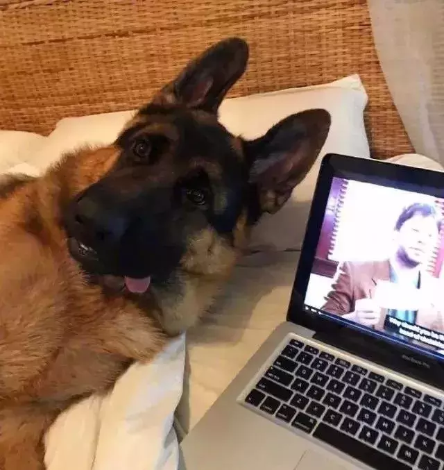 看完德牧的介绍后, 网友: 这不就是我选男友的标准!