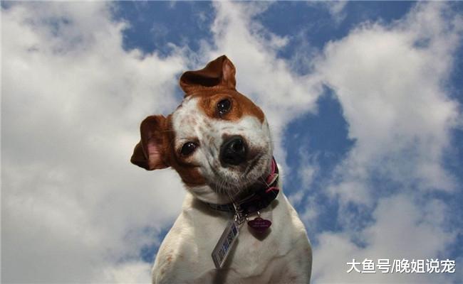 有4件事不要在狗狗面前做, 都会被它认为是挑衅, 所以才被咬