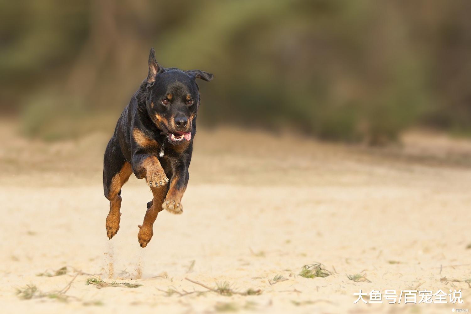 吉娃娃和泰迪都能当警犬? 盘点10种最常见的警犬, 你家狗上榜没