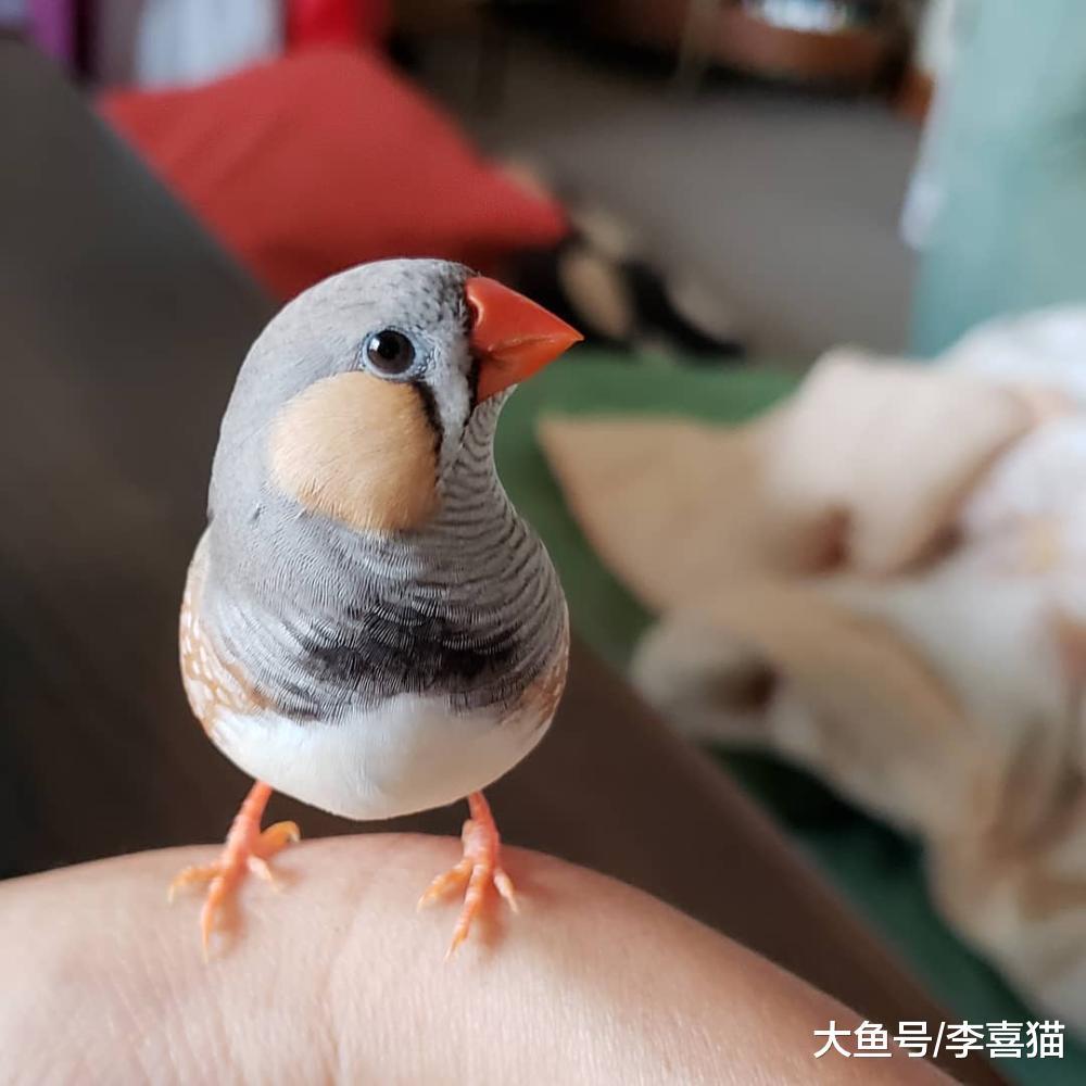 新手主人只要注意这些, 就能跟天生胆小谨慎的珍珠鸟搞好关系啦!