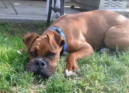 被蜜蜂叮到妈都不认得它的汪星人们