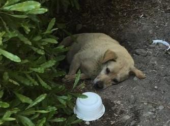 流浪汪吃土度日不肯离开, 觅食待原地坚信丢掉它的人会回来