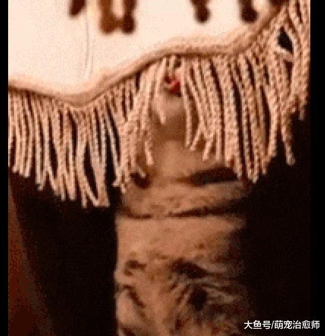 主人半夜起来发现猫咪在舔台灯罩, 这是把线条当做是面条了?