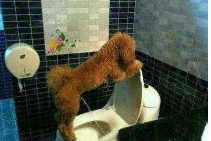 狗狗有这5种表现, 是吃盐过量的“警告”, 赶紧改过来!