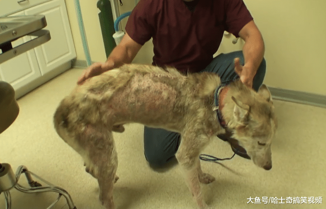 流浪哈士奇骨瘦如柴一身臭味, 被救助后却变成了“帅小伙”
