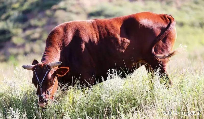 牛怎么可以这么可爱! 小短腿加毛茸茸的外表, 数万网友欲罢不能!
