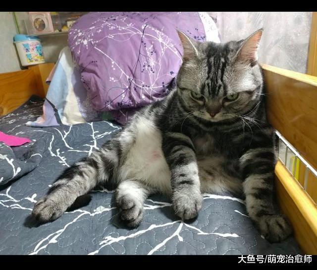 网友想要猫下床, 没想到它一脸凶狠的表情瞪着主人: 你再说一遍?