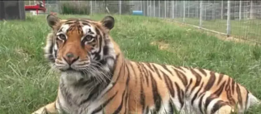 夫妇俩不生孩子养老虎, 看到日常生活的画面, 众人却争议不断!