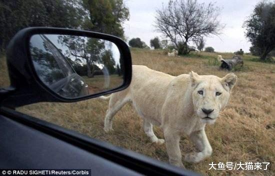 为何说老虎比狮子凶猛? 仅看参观它们时人们乘坐的车辆就知道了