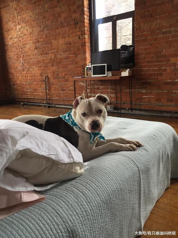 终于有属于自己的床! 狗狗被连同床垫一起丢弃, 在好心人的陪伴下它敞开心房