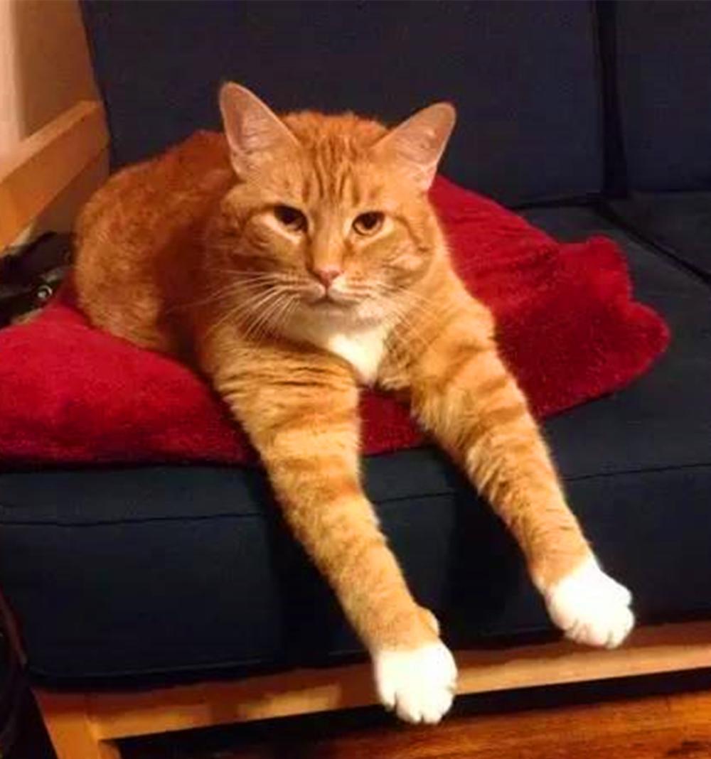 大橘猫怕冷, 蹲小太阳跟前取暖, 被烤到头顶冒烟都不动……