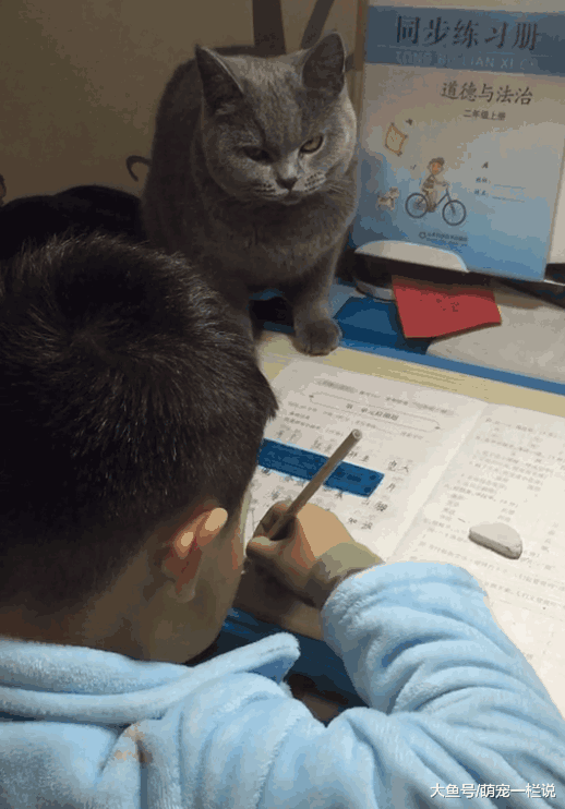 小主人做作业又被妈妈骂了, 妈妈为了监督小主人, 让猫咪盯着