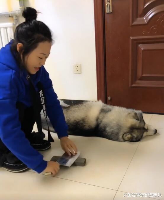 哈士奇不肯起床怎么办? 这位女主人想到了一个绝妙的办法, 服气!