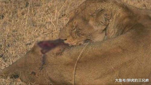 非洲河马的攻击力有多强? 三头狮子都不是它的对手?