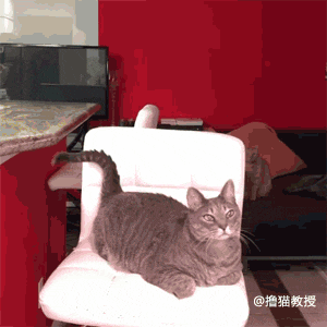 一个单身猫奴的生活, 竟然这么忙的吗?