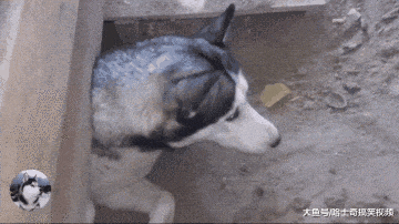 二哈走丢两个月, 主人找到它时已经生了娃, 结果只存活一只