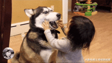 二哈乱咬家具, 主人叫苦不迭, 没想到小女孩却制服了它