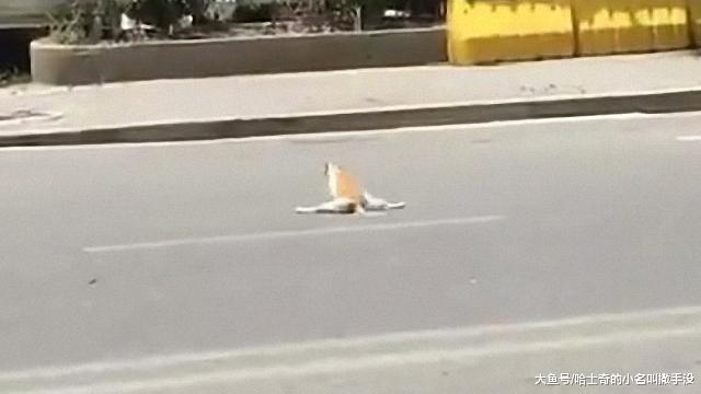 猫咪用一字马过马路, 傻猫你这不是挠痒痒, 你这是给自己做绝育啊