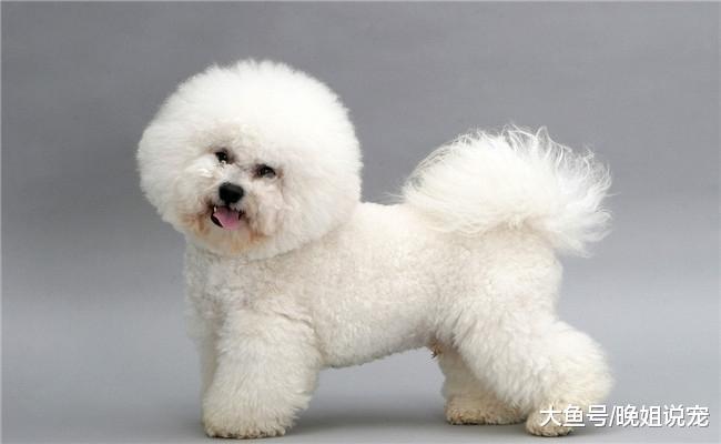 5种体味特别小的狗狗, 吉娃娃在内, 第二种国内不太常见