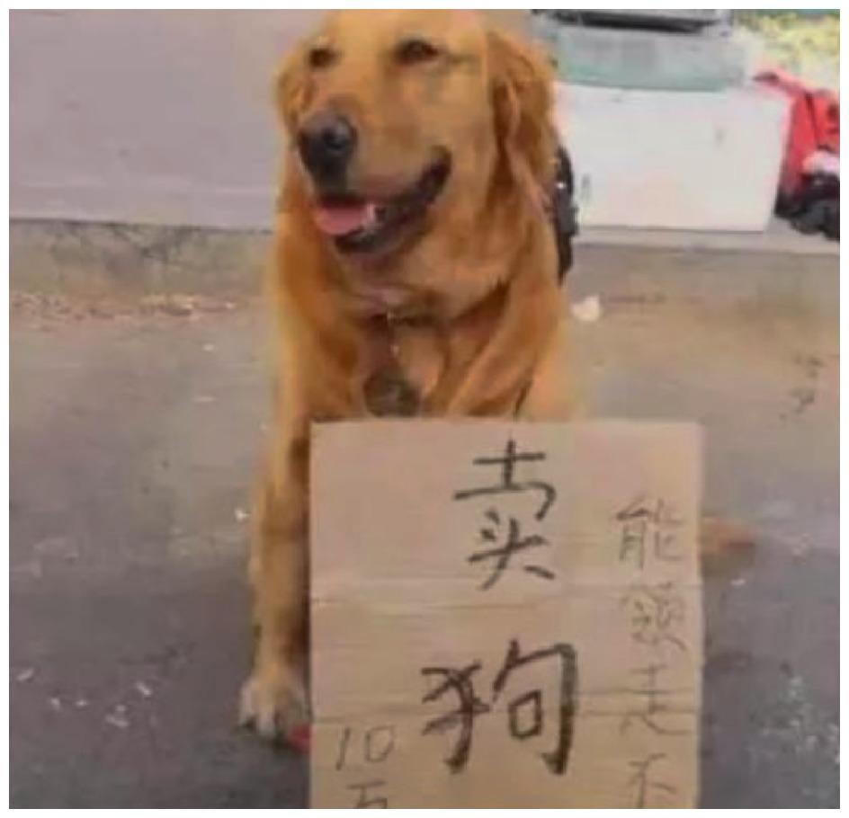 狗狗守在一块纸牌边, 上面写着售价“10万”, 网友: 十万, 你好