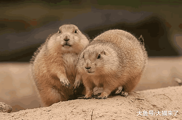 一年要吃数十只土拨鼠的雪豹, 为何被人们称颂?