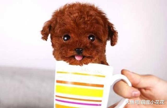 有钱人才敢养的5种狗狗, 一般人表示伺候不起!