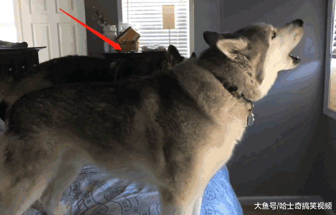 二哈赖床不起来, 主人气到想打狗, 结果德牧来后它就怂了