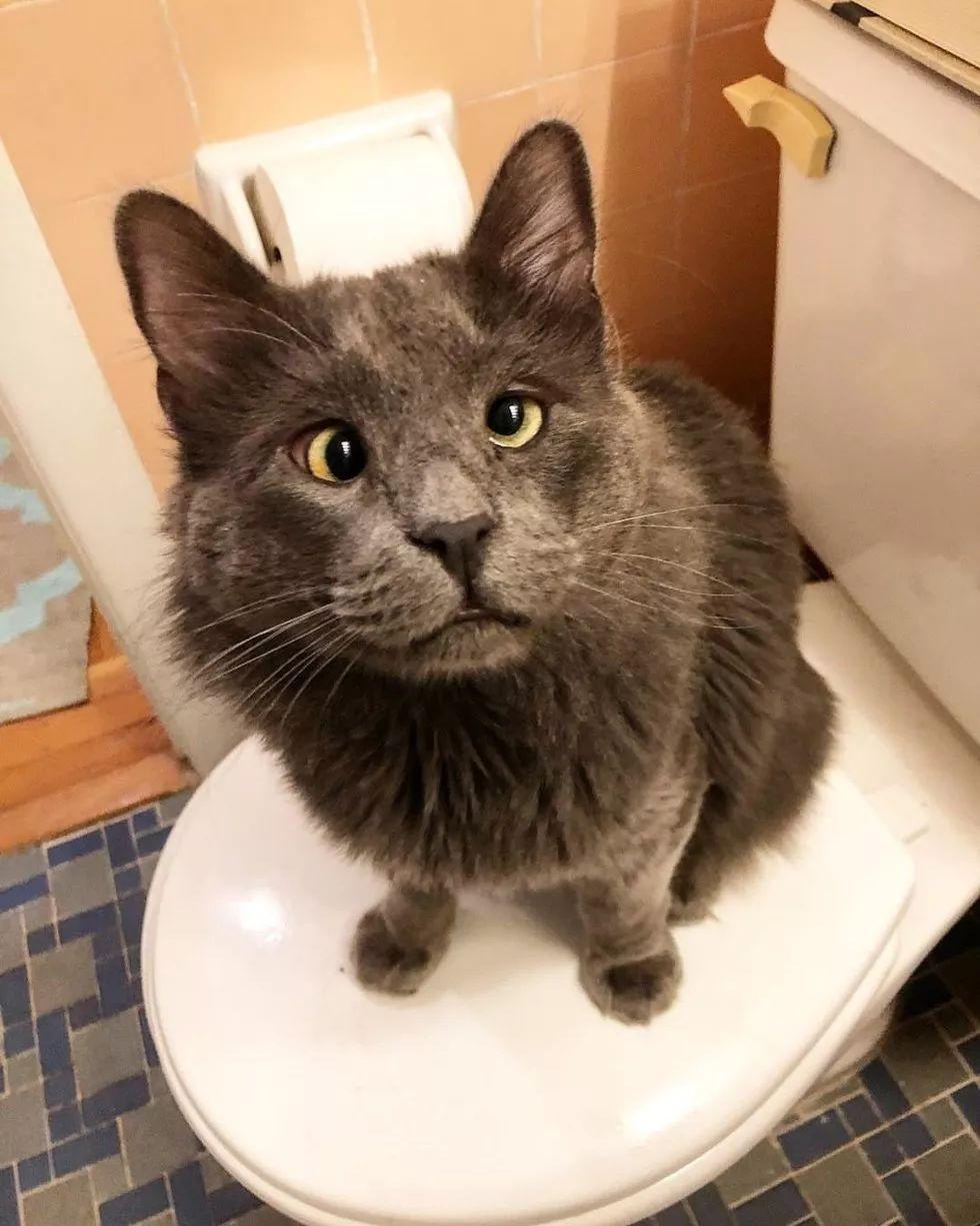 铲屎官领养了只喵星人, 到家才发现这猫居然有当贴身保镖的天赋