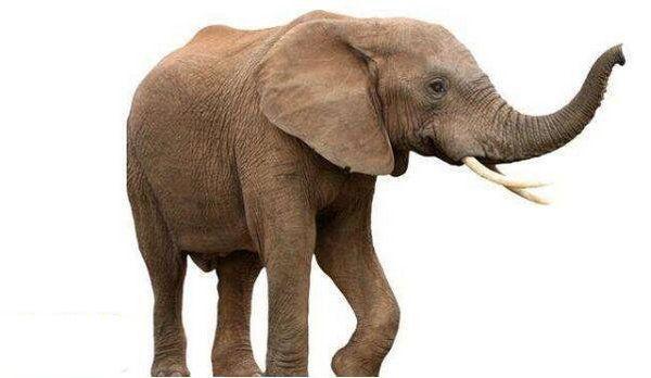 地球上10大最臭的动物, 抹香鲸也上榜, 放屁虫第六, 臭鼬居榜首