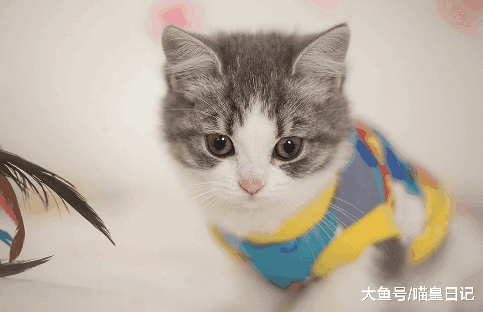 养猫之后, 我从喵星人身上学会了这四件事, 每一件都受益匪浅